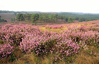 Brunssumerheide