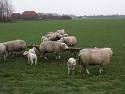 Schapen