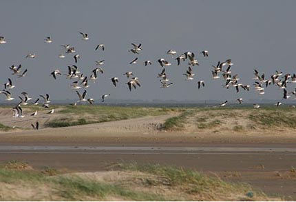 Waddenzee