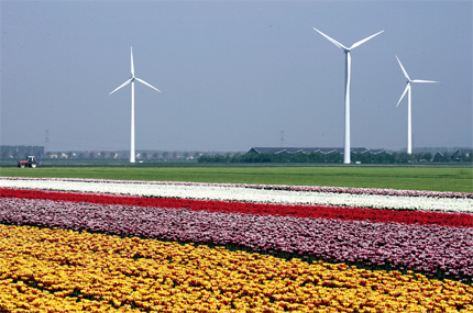 Flevoland bollenvelden
