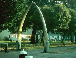 Walvisvaart Schiermonnikoog