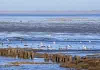 De Wadden