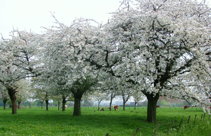 Betuwe