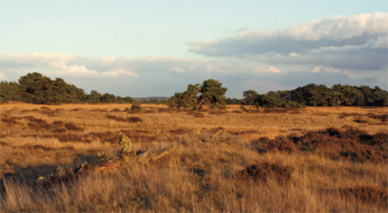Veluwe