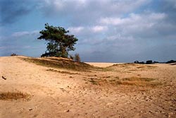 Kootwijkerzand