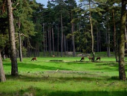 Veluwe bos
