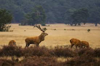 De Veluwe