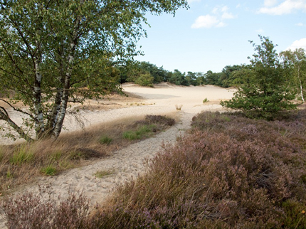 Drunense duinen