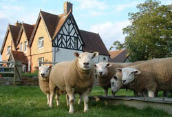 Schapen Texel